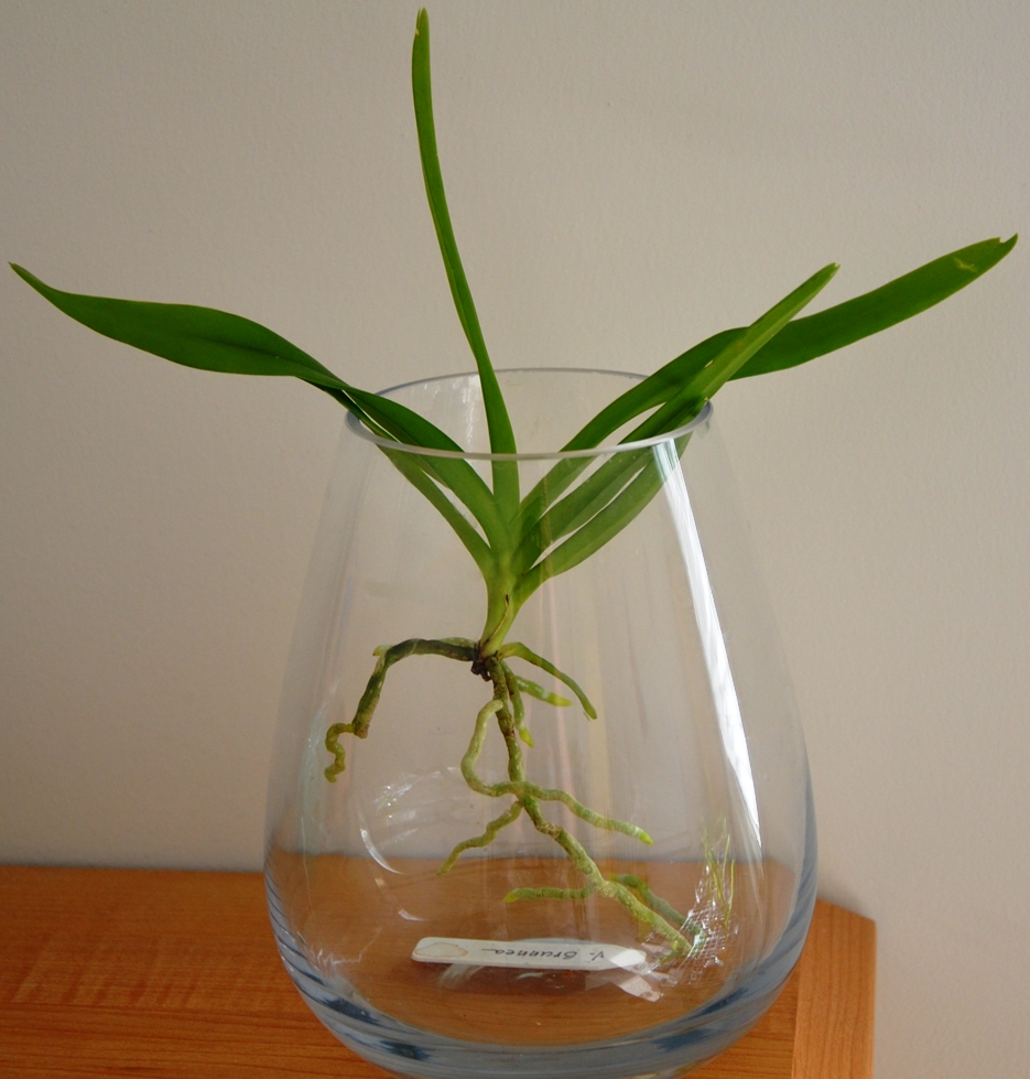 Vanda Babies Orchid Board Most Complete Orchid Forum on the web