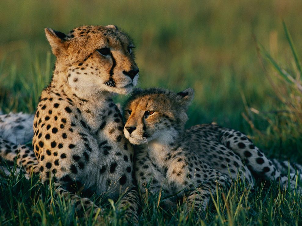 Ecofriendz: Cheetahs