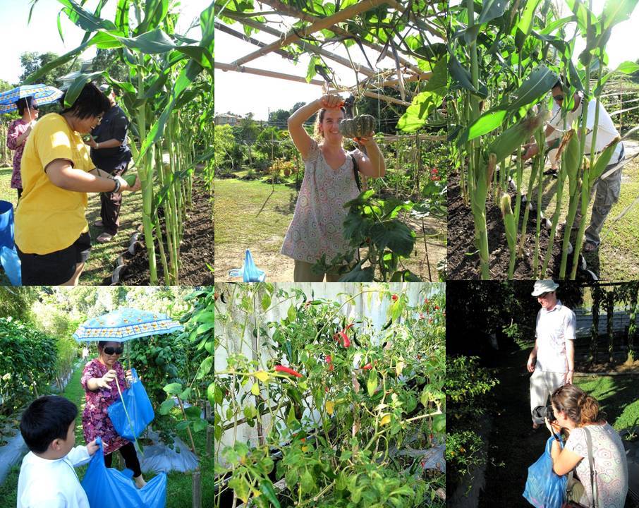 Foodiva's Kitchen Ginseng Leaf Salad with Pomegranate, Orange and