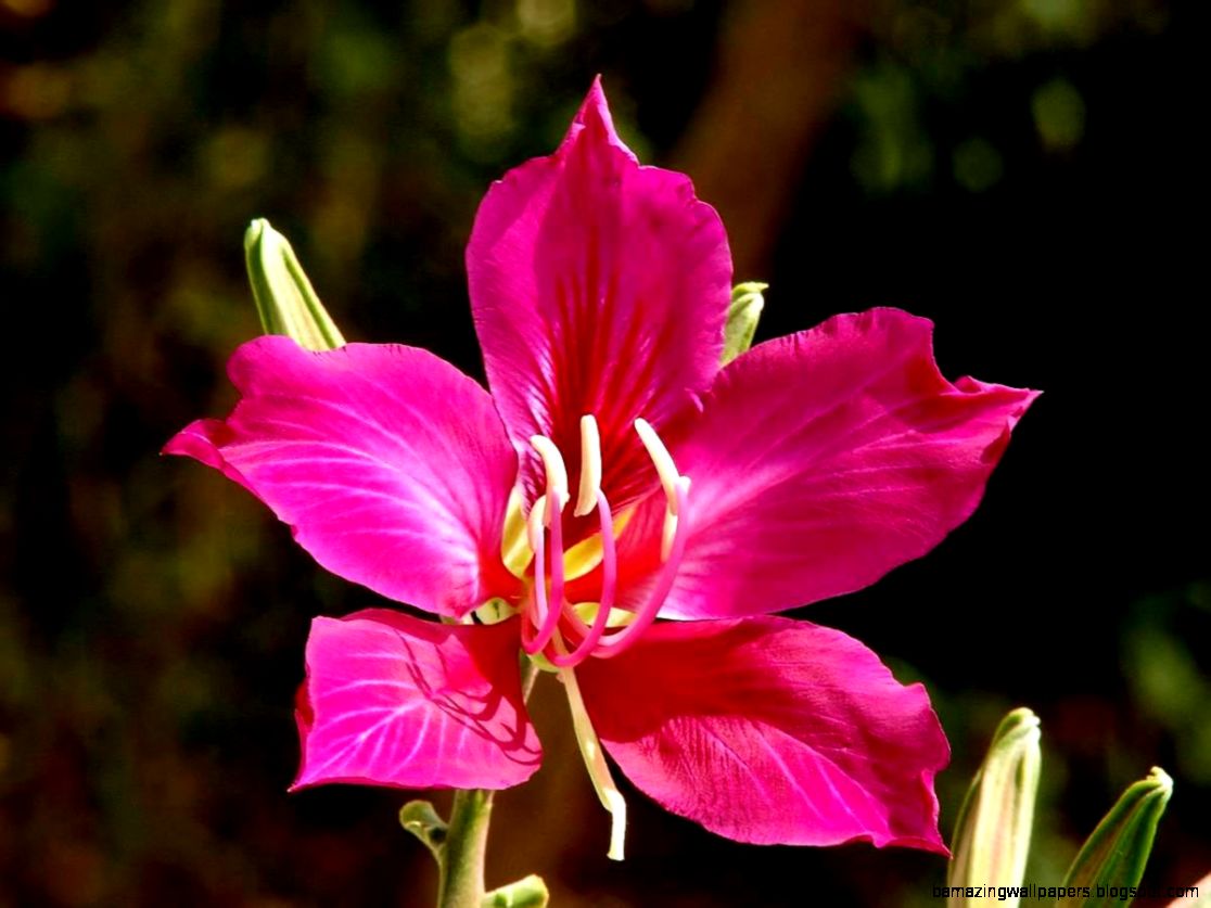 Orchid Tree Orchid Tree