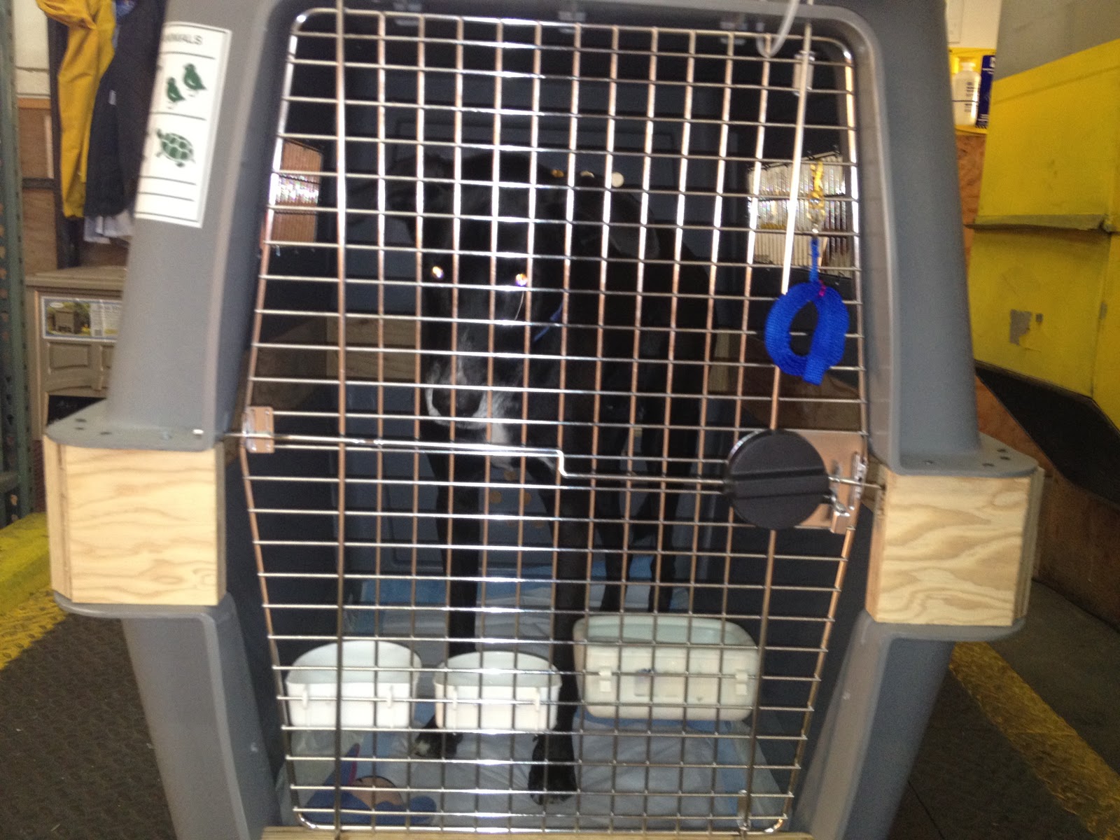 Such Good Dogs Flying dogs to Maui, Hawaii