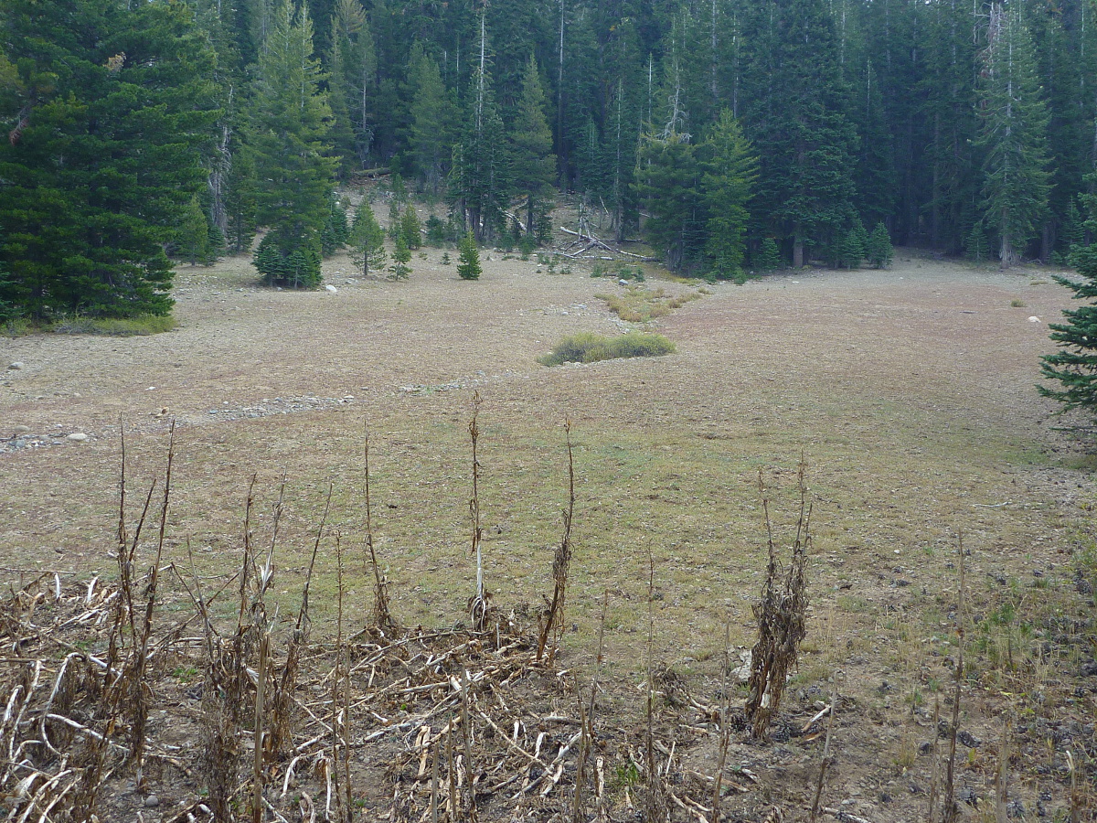 Trailing Ahead Sandy Meadow Trail in the Sierra Nevada