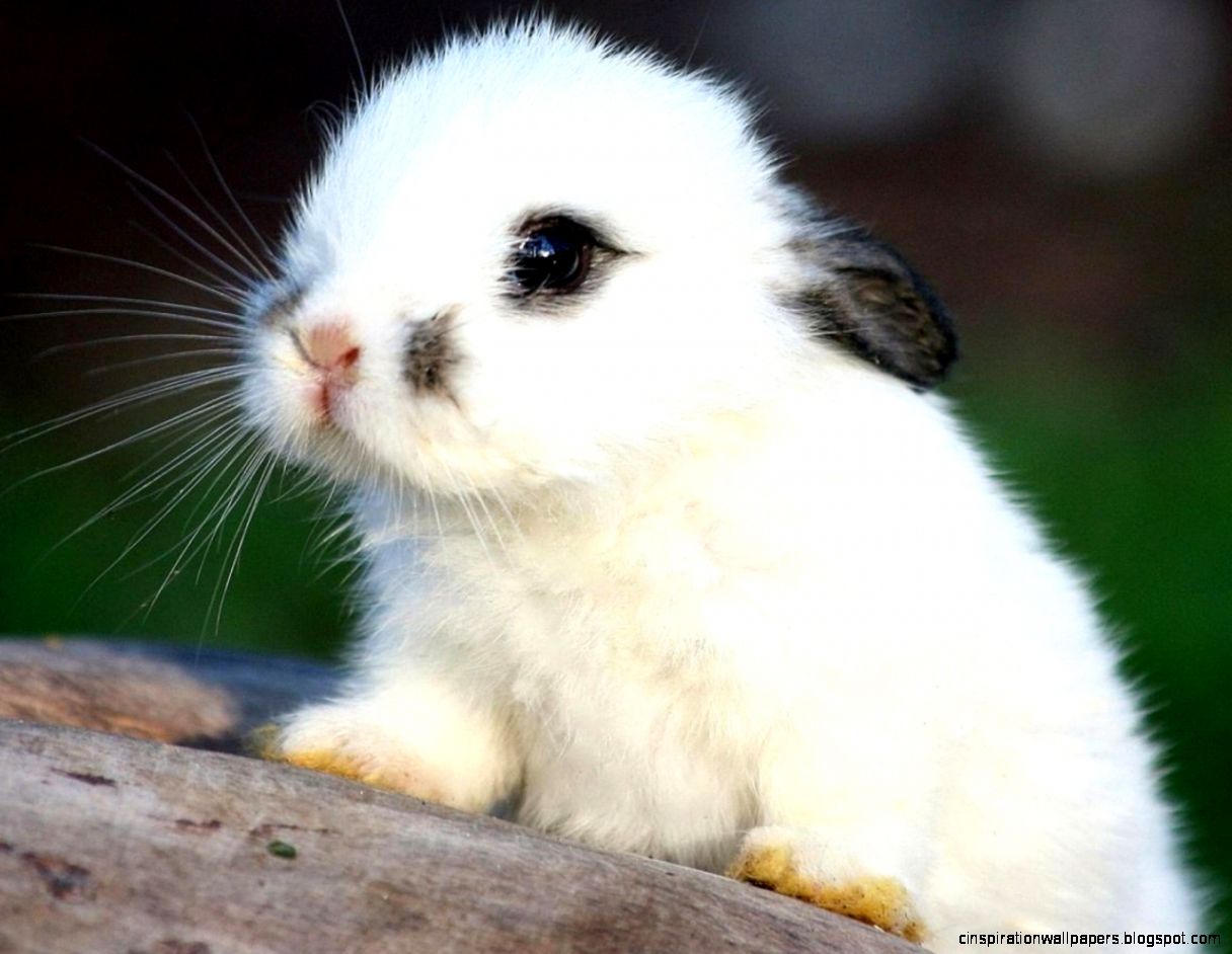 Cute Baby Animals Bunnies Cute Baby Animals Bunnies