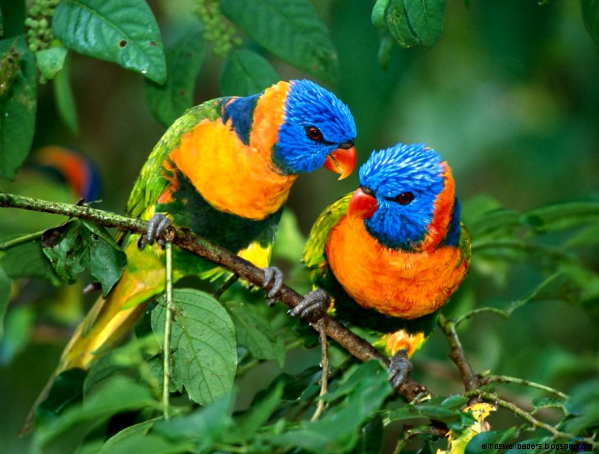 Beautiful Colorful Birds Beautiful Colorful Birds