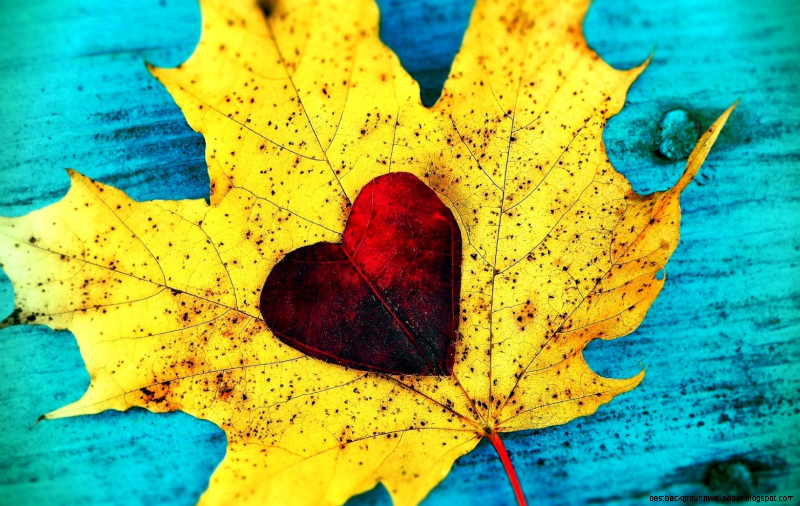 Heart Leaf Autumn