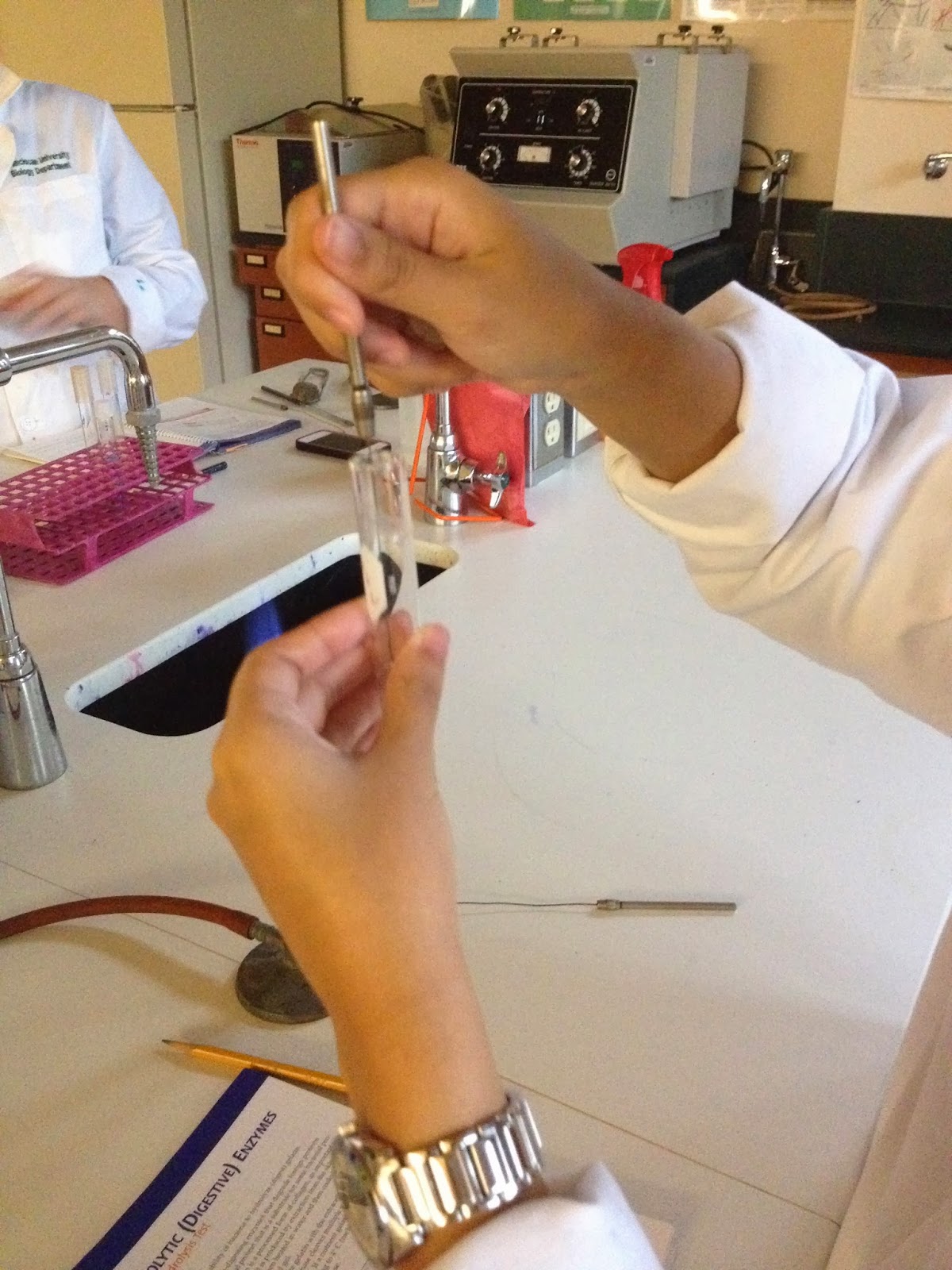 gelatin hydrolysis test for bacillus subtilis gelatin hydrolysis test for bacillus subtilis