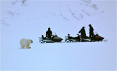 Svalbard Polar Bear