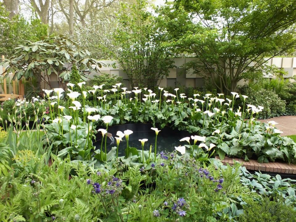 Witch Alders Fothergilla Rotary Botanical Gardens