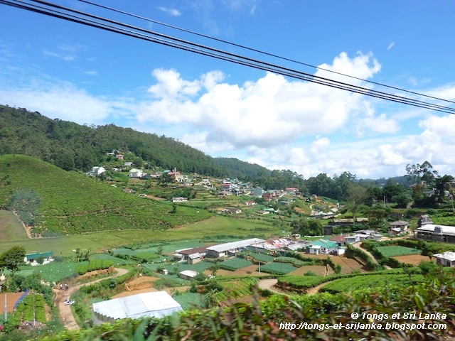 sur la route du thé au Sri lanka