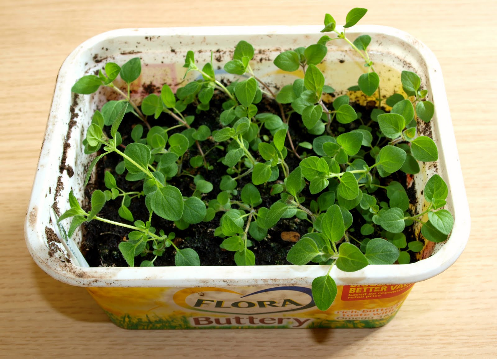 Mark's Veg Plot Greek Oregano