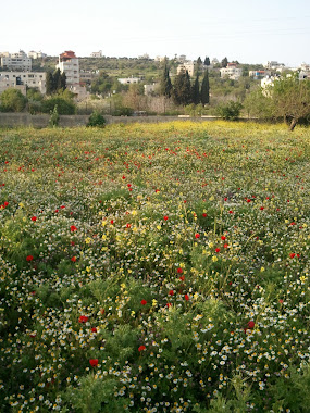 طبيعة جفنا الخلابه 2011/04/13