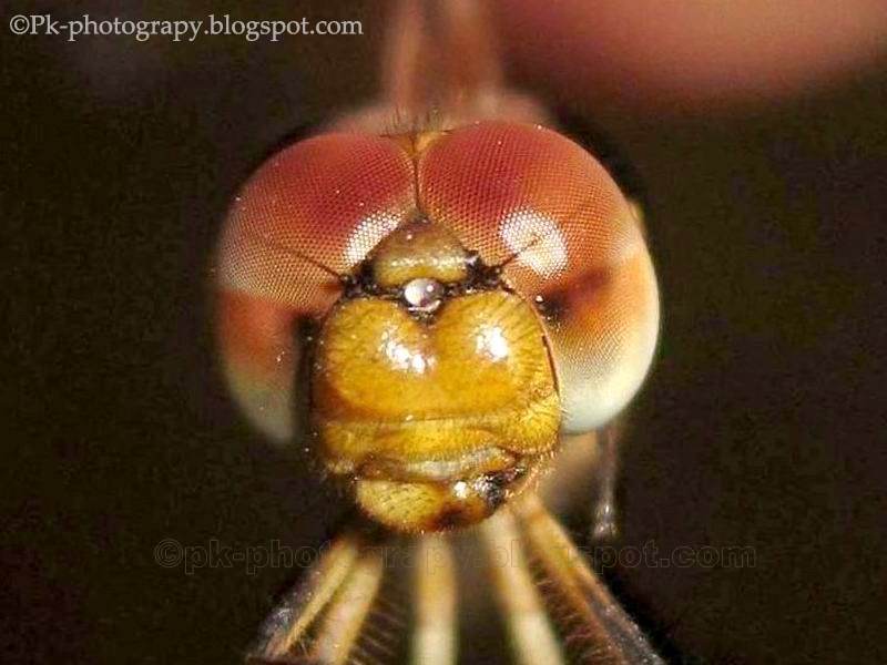 Bug Eyes Nature, Cultural, and Travel Photography Blog