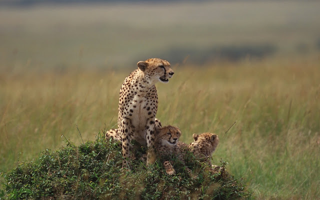 Wallpaper To Image: Dangerous Bloody Cheetah Wallpapers For Desktop