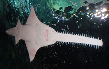 Animals of the world: Longnose sawshark
