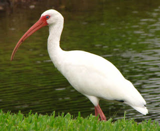 ibis