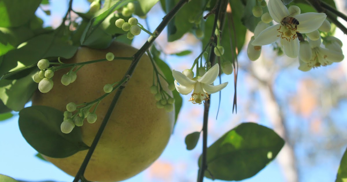 52 FLEA Grapefruit and Blossoms