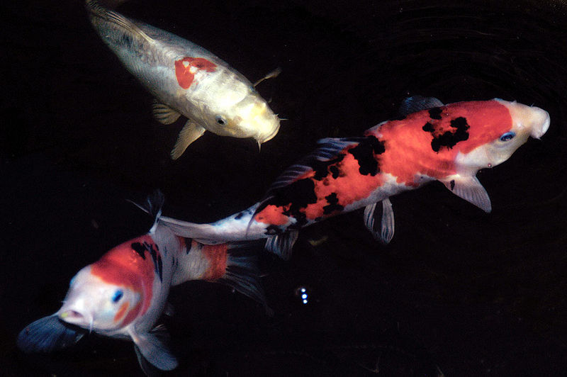 Top 7 Animals That Lives Hundreds of YearsTop Things Around Us