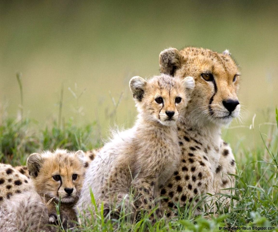 Cheetah Family Wild Animals Wallpaper 2603080 Fanpop Cheetah Family Wild Animals Wallpaper 2603080 Fanpop