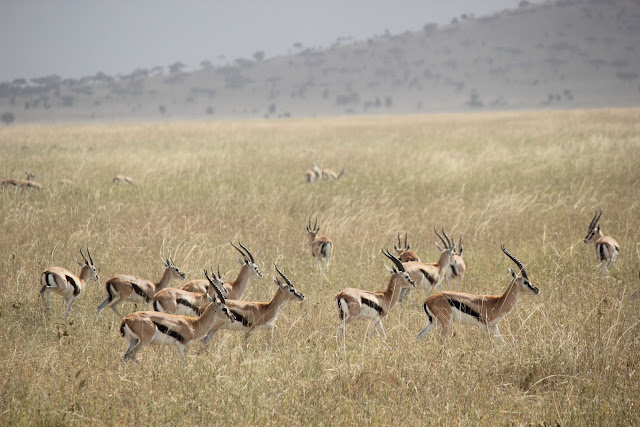 15 días de Safari y playa - Blogs de Tanzania - 2 de agosto de 2012. Primer día en el Serengeti (11)