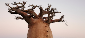 7 Pohon Paling Misterius dan Sangat Fenomenal dari Berbagai Penjuru Dunia