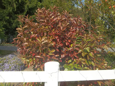 Finding Joy In The Winter Garden At Joy Creek Nursery