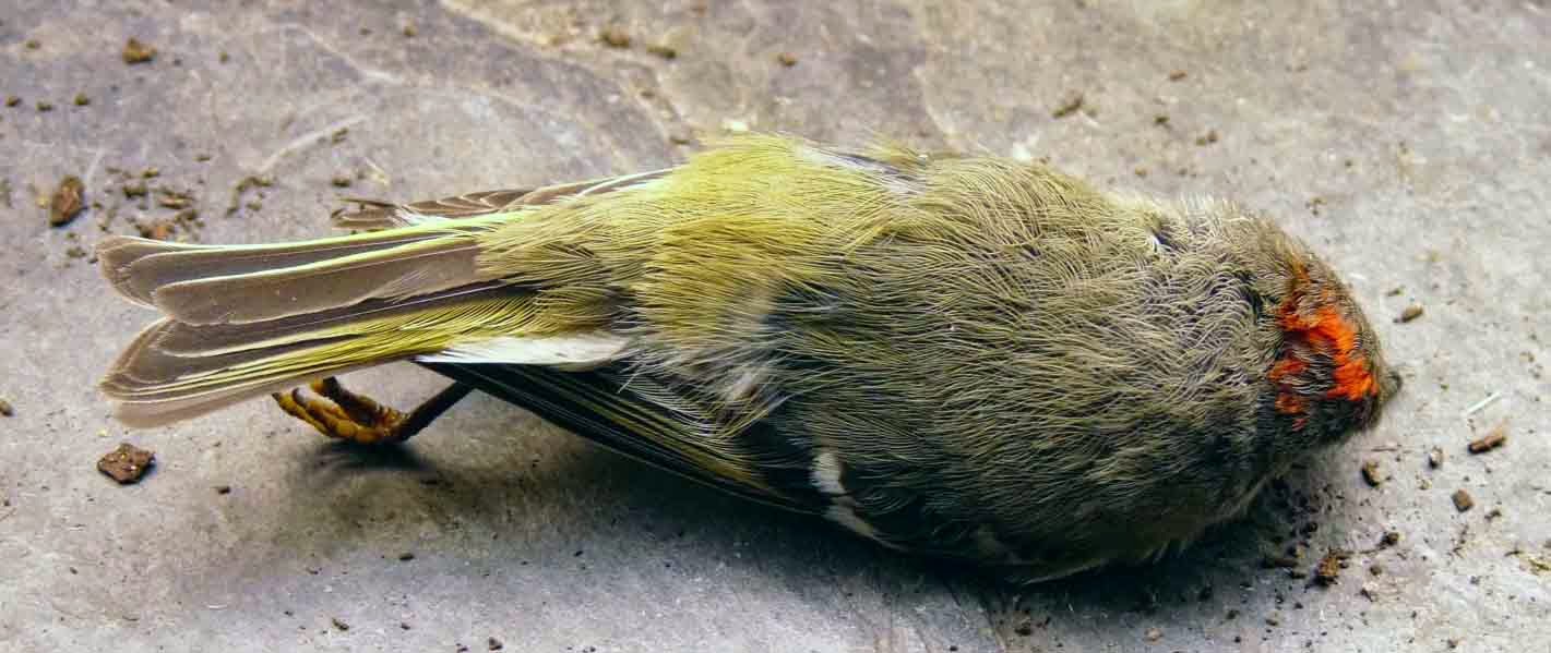 sci why treacherous glass bird collisions with windows sci why treacherous glass bird collisions with windows