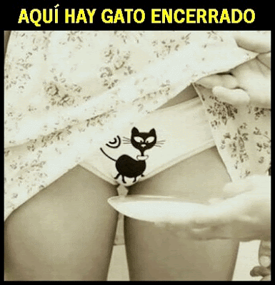 fotomeme gato encerrado bragas