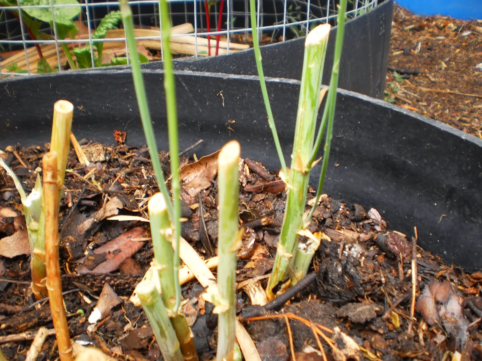 Growing asparagus in Brisbane for beginners!