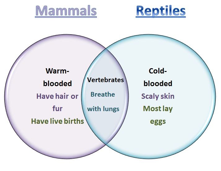 Learning Ideas - Grades K-8: Mammals and Reptiles Venn Diagram