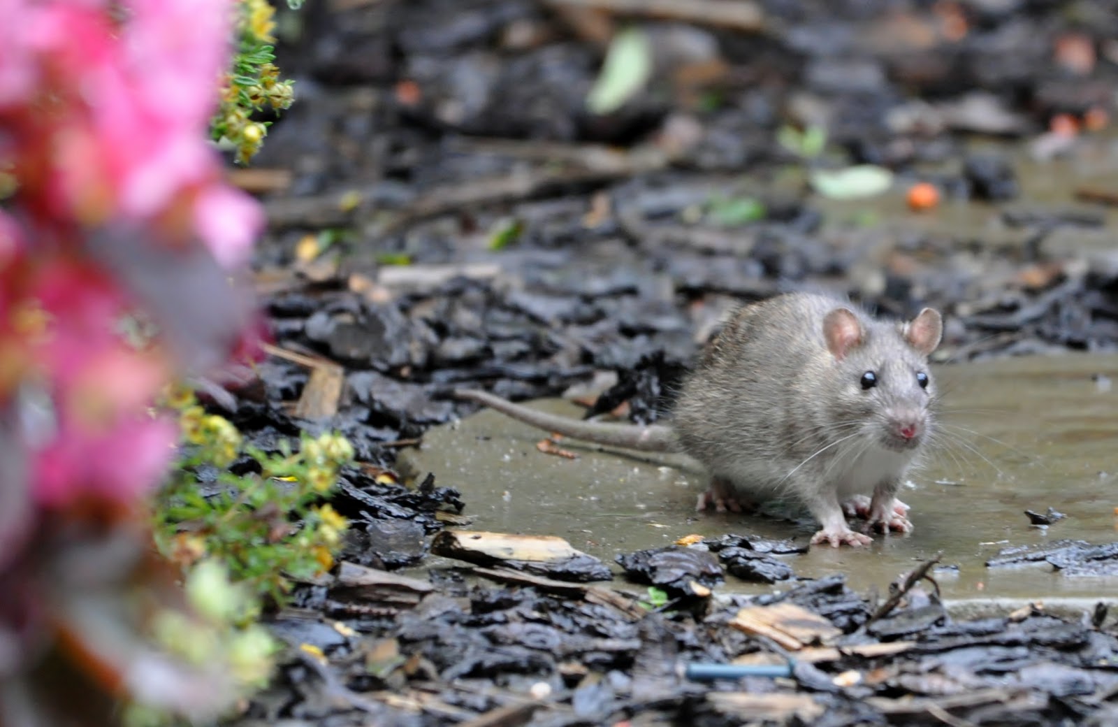 MYTHBUSTING Myth 3 Feeding my garden birds will attract rats