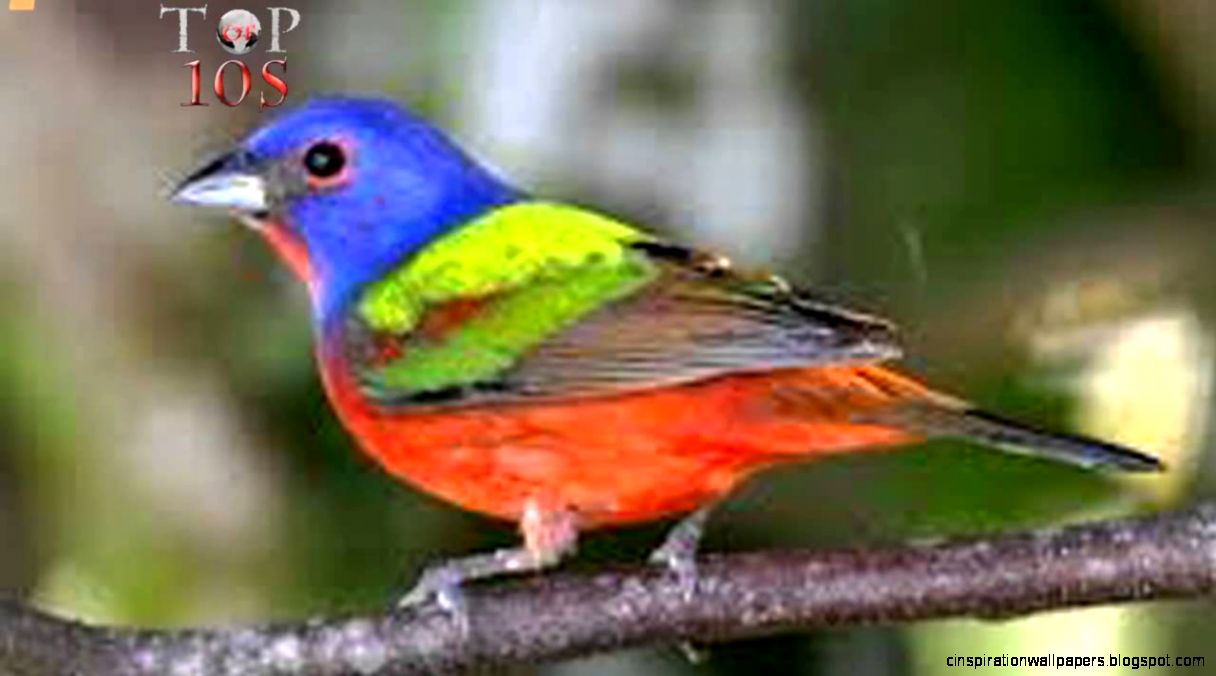 Top 10 Most Beautiful Birds in the World YouTube Top 10 Most Beautiful Birds in the World YouTube
