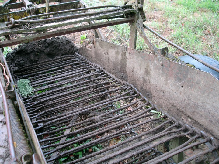 B&D Lilies Garden Blog Digging Lily Bulbs with Antique Potato Diggers