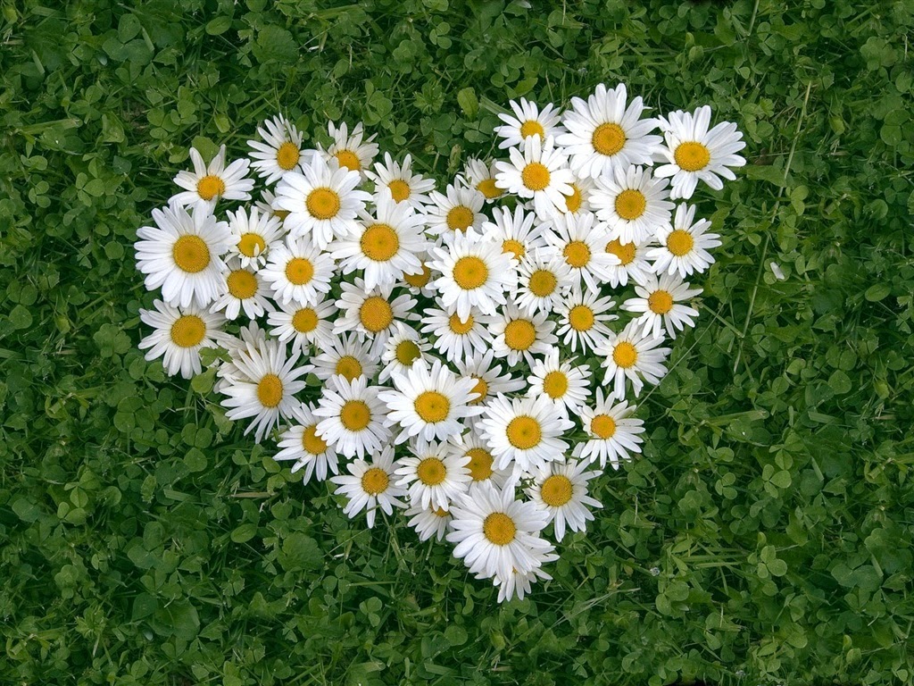 http://3.bp.blogspot.com/-U3_ZN-P0ZJg/Uno1zP2kR-I/AAAAAAAAVMs/4QXBV0kFYXs/s1600/Heart-shaped-white-daisy-of-love_1024x768.jpg