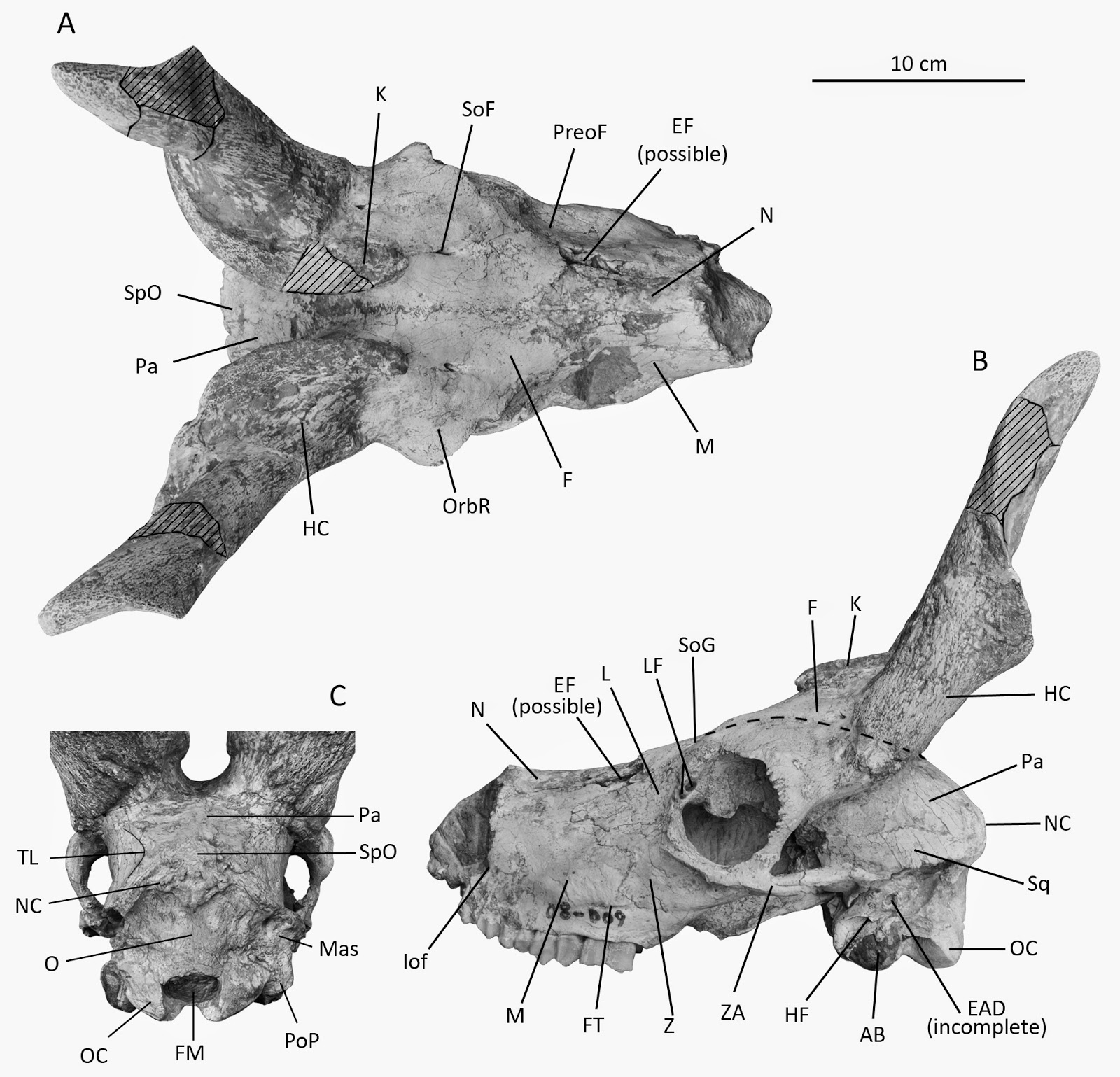 http://3.bp.blogspot.com/-U3jJE9ZKOAA/U5d-iWUrW8I/AAAAAAAAYkY/JyqZFHgoITw/s1600/Miocene+Sheep+1.jpg