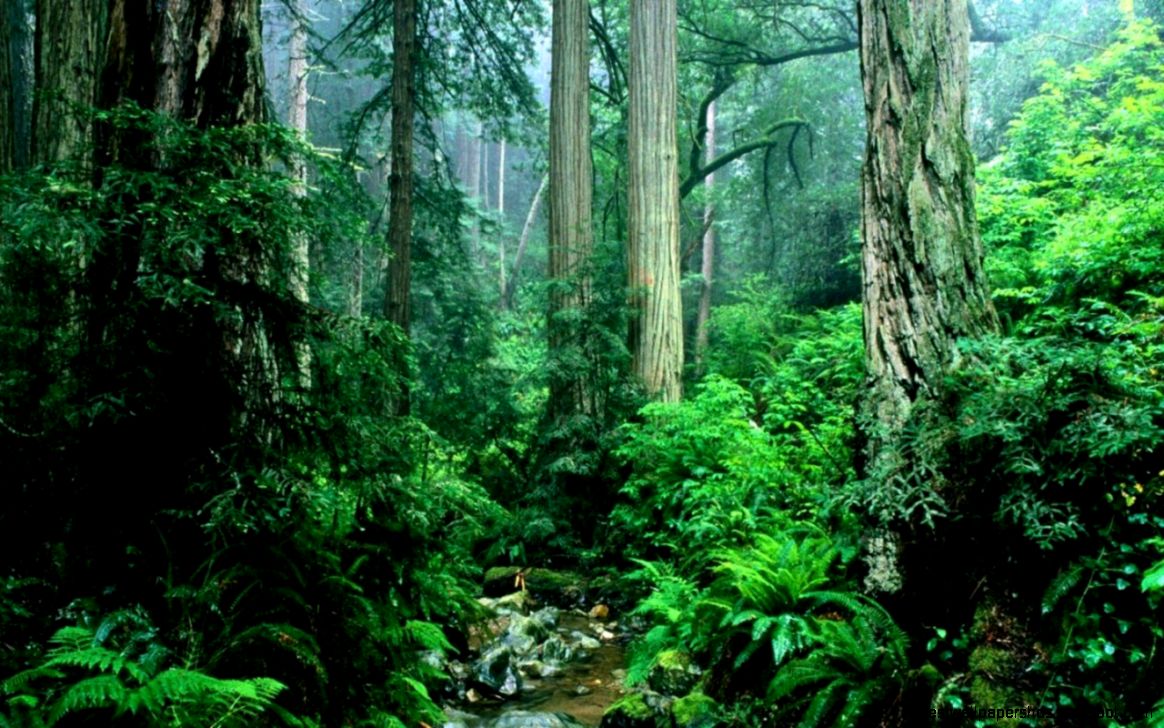 Green Amazon Forest 1280x800 WallpapersAmazon Forest 1280x800 Green Amazon Forest 1280x800 WallpapersAmazon Forest 1280x800