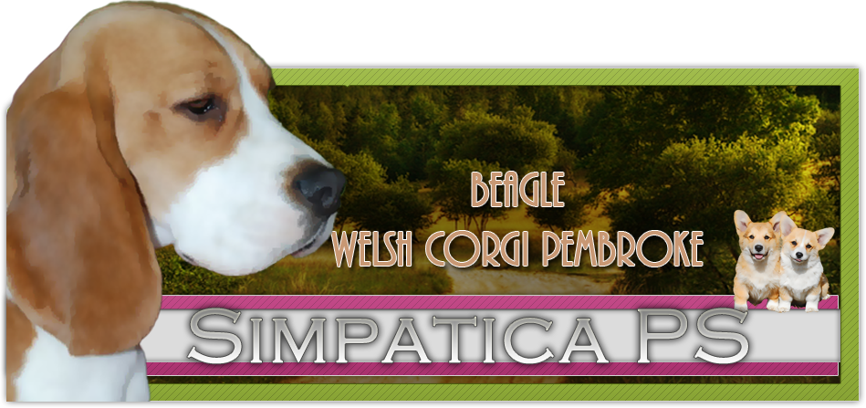 Simpatica PS FCI - Beagle & Welsh Corgi Pembroke, hodowla, szczenięta