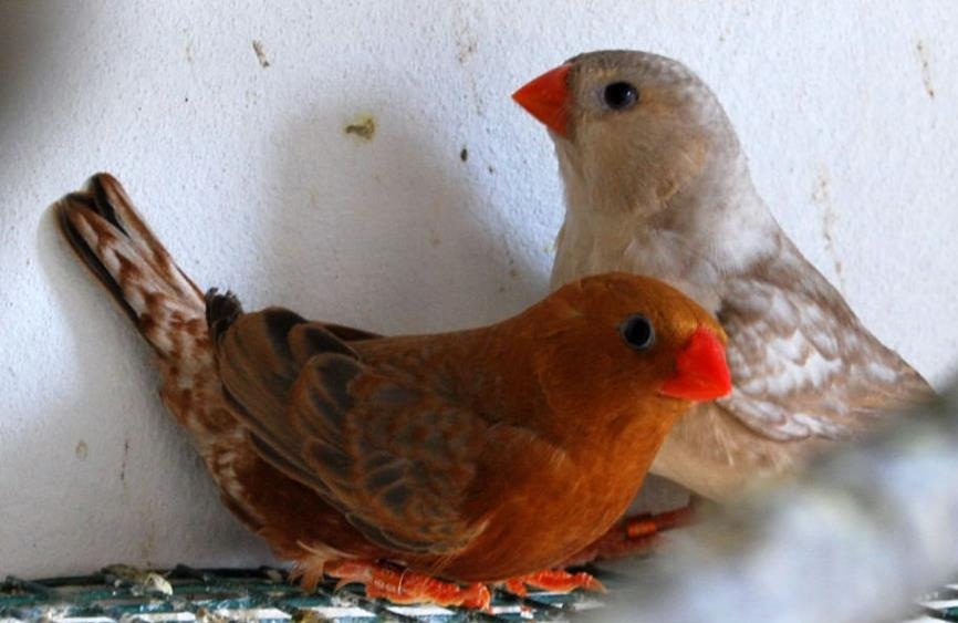 Zebra Finch Colors