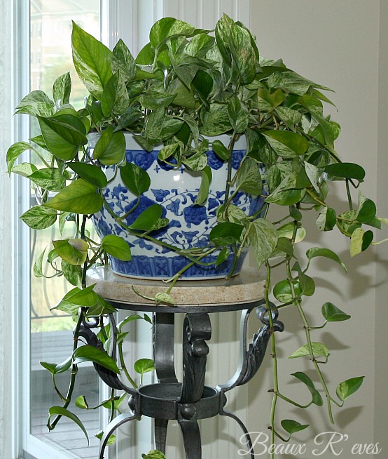 Beaux R'eves More Blue Willow in the Kitchen