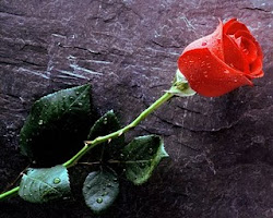 One red rose for the lady