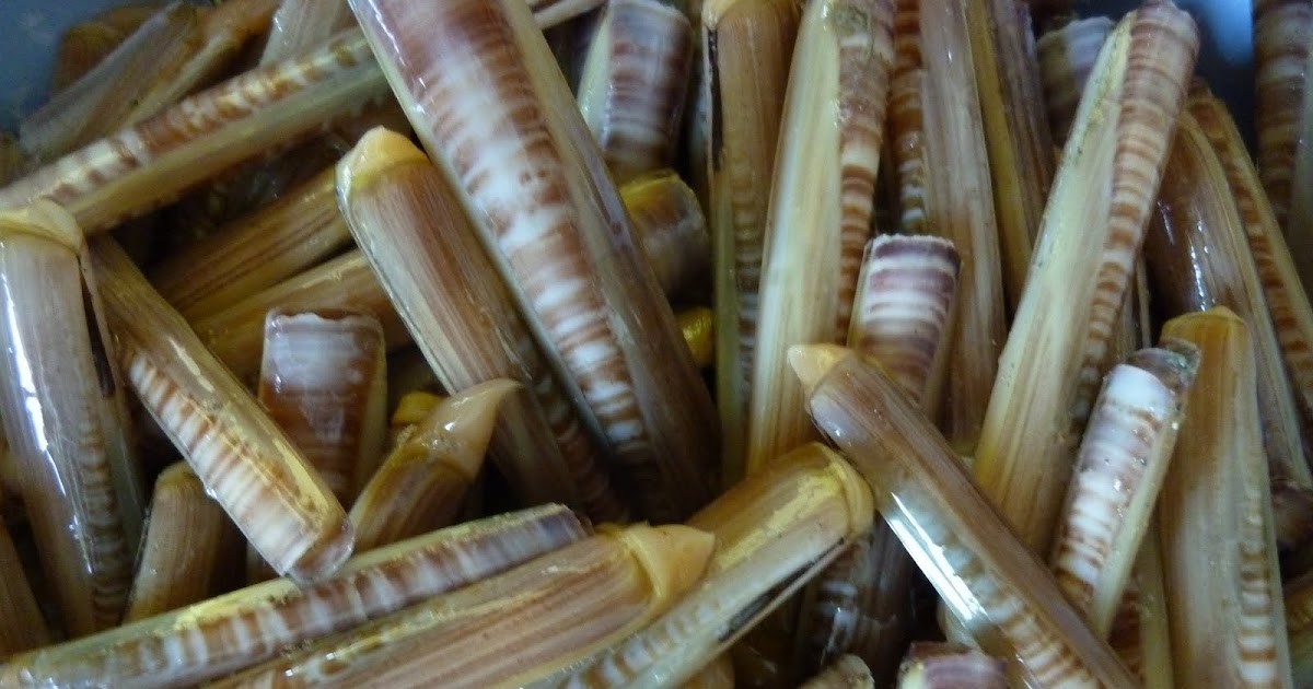 Taman Bambu Nusantara Kerang Bambu Lebih Enak dari Kerang Hijau