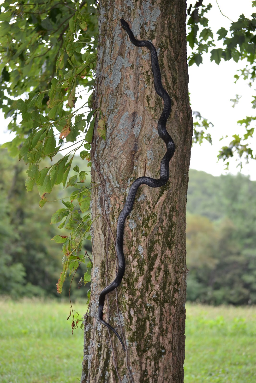 Rocky Knob Blog The snake in the tree