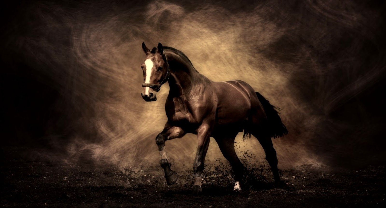 Beautiful Brown Horse Beautiful Brown Horse