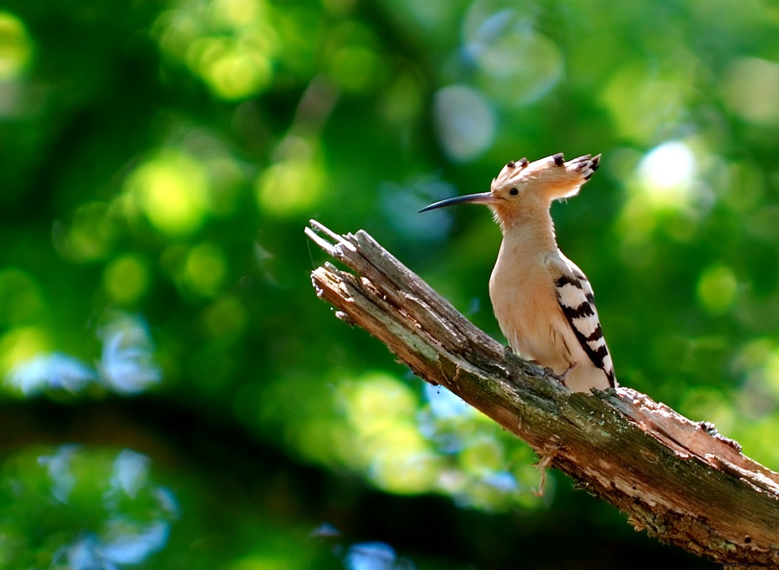 Hoopoe Bird Hoopoe Bird