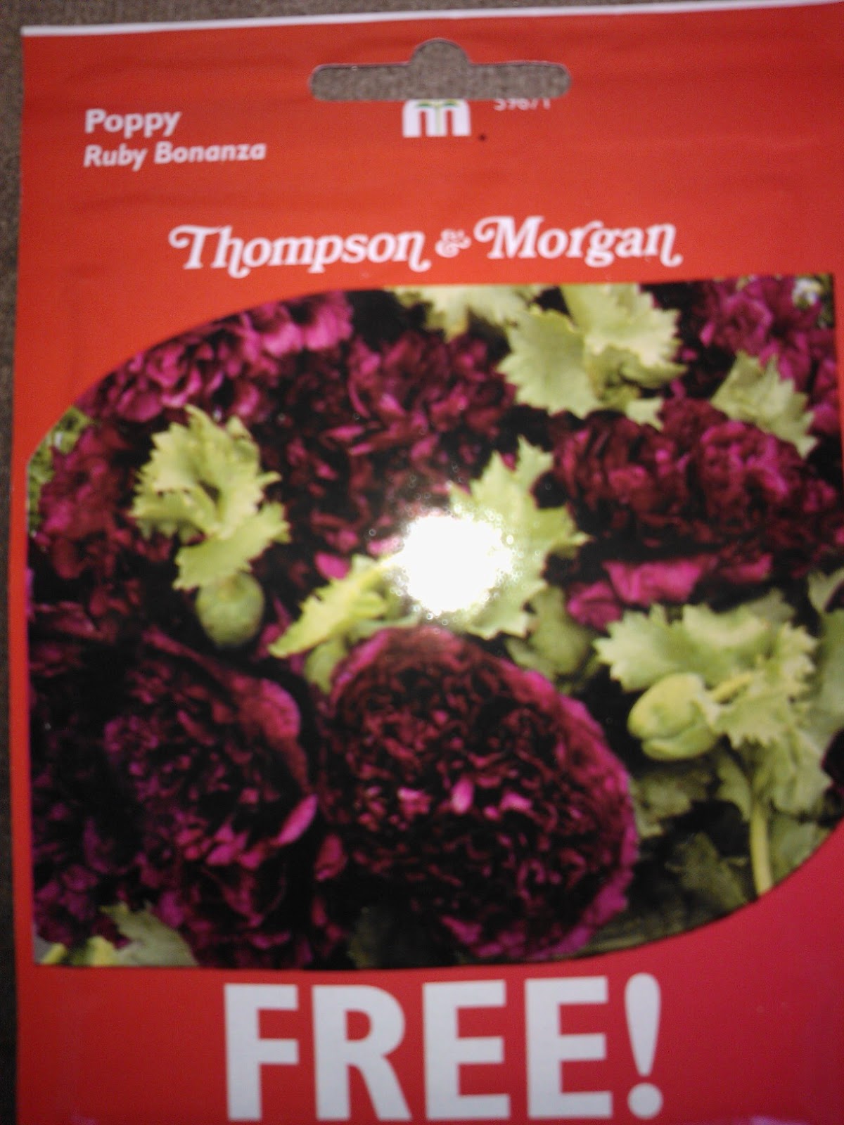 Future Plants By Randy Stewart Escallonia