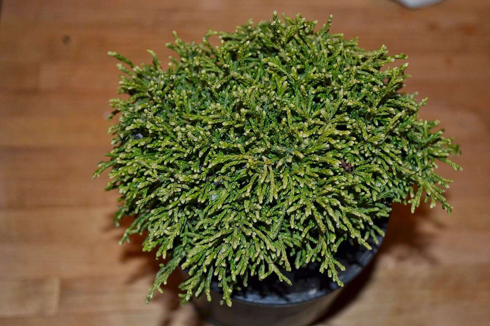 I M In The Garden Today Fragrant Sarcococca