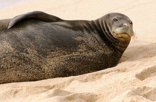 Monk Seal Dropping By