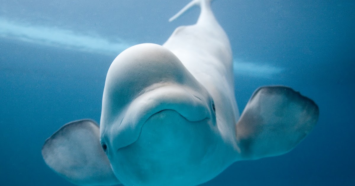 Sonderbare Tierwelt Beluga