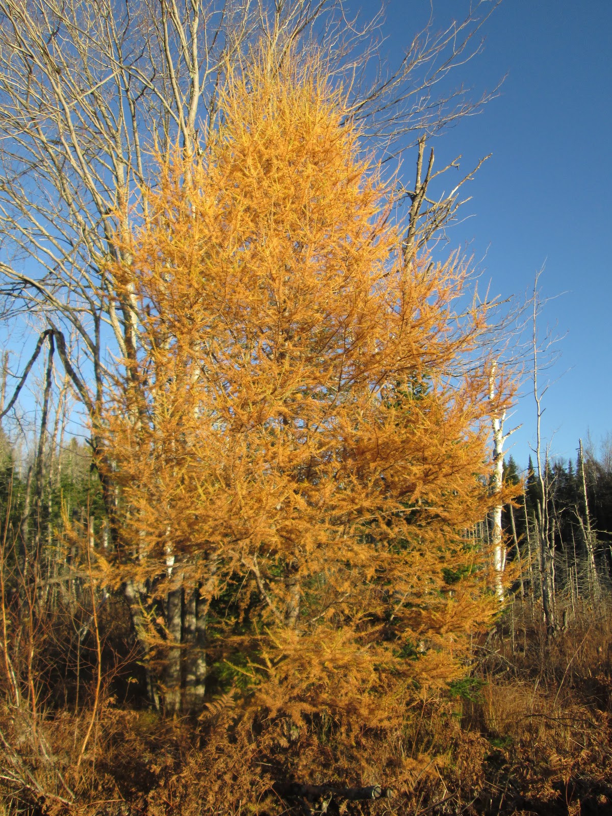 tamarack waterproof boots