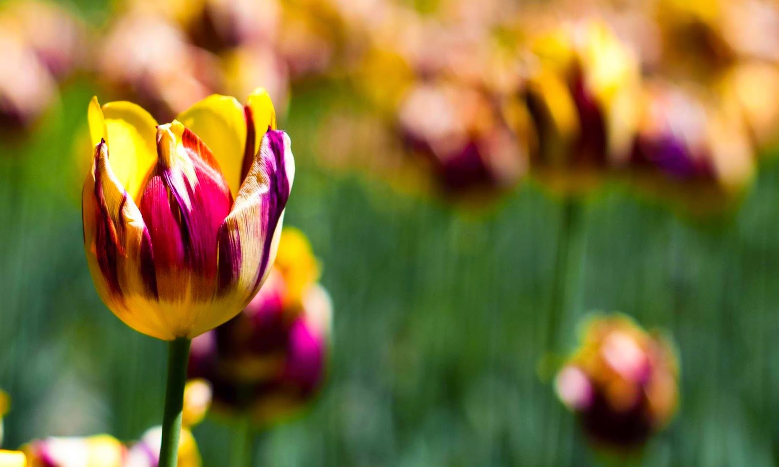 Tulips HD Wallpapers Free Download | HD Wallpapers (High Definition