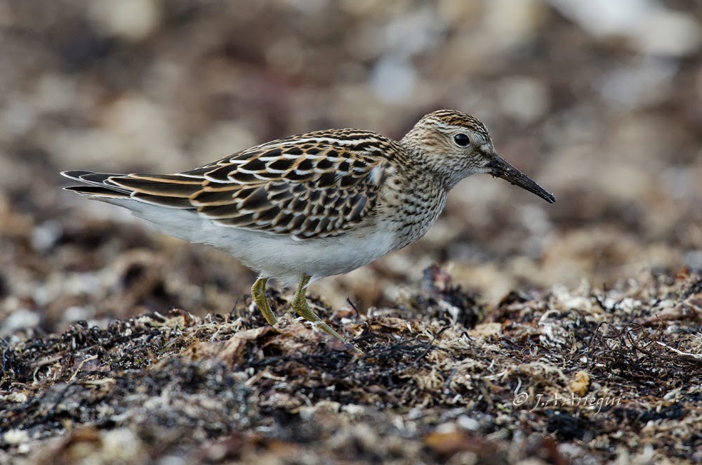 Correlimos pectoral, Calidris melanotos, Pectoral Sandpiper Correlimos pectoral, Calidris melanotos, Pectoral Sandpiper